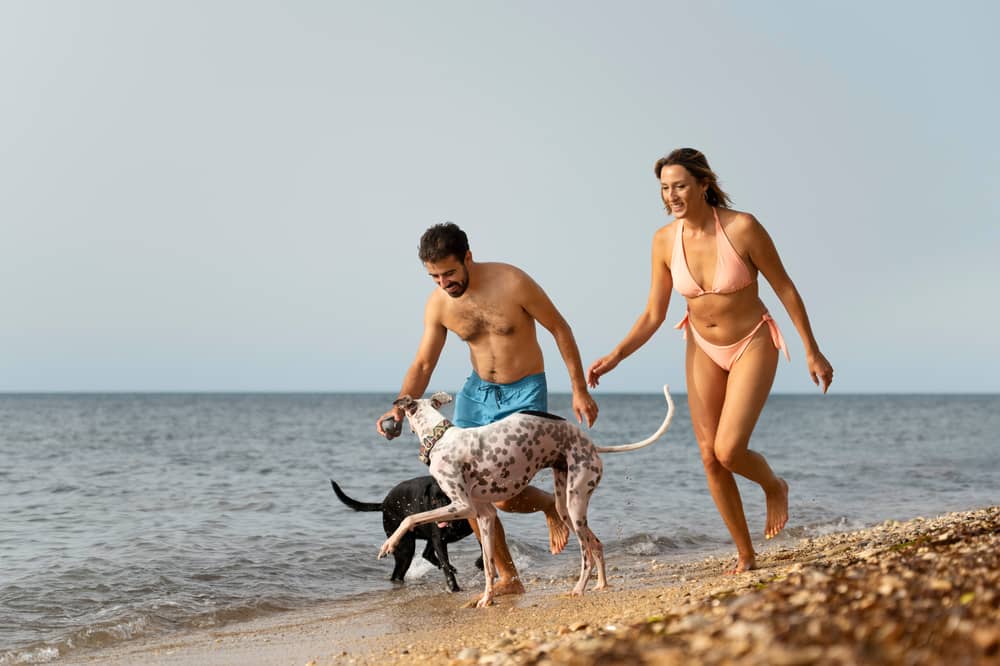 Paws on Tour – A Walk with Our Dog Friends