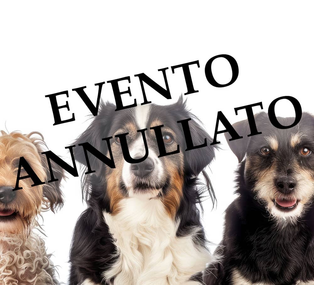 II mixed breed dogs gathering
