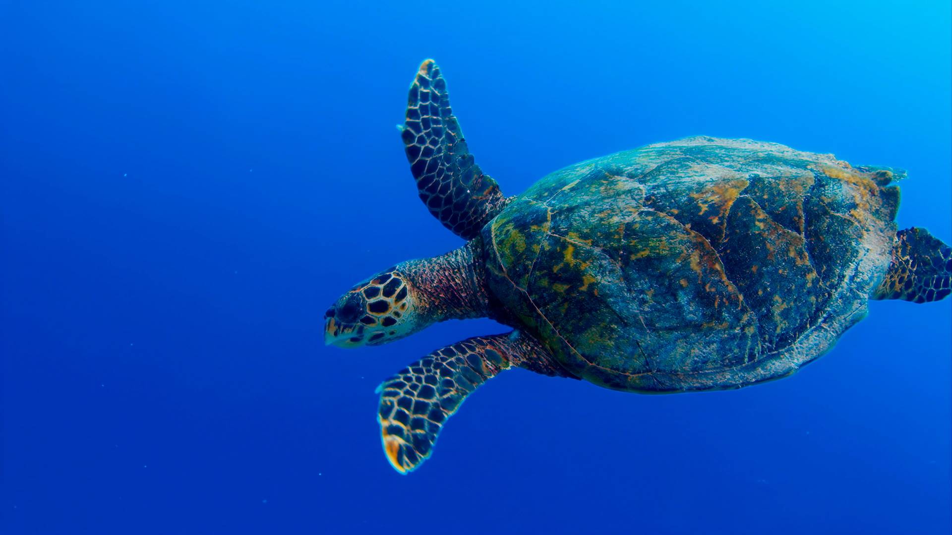 Santuario Pelagos