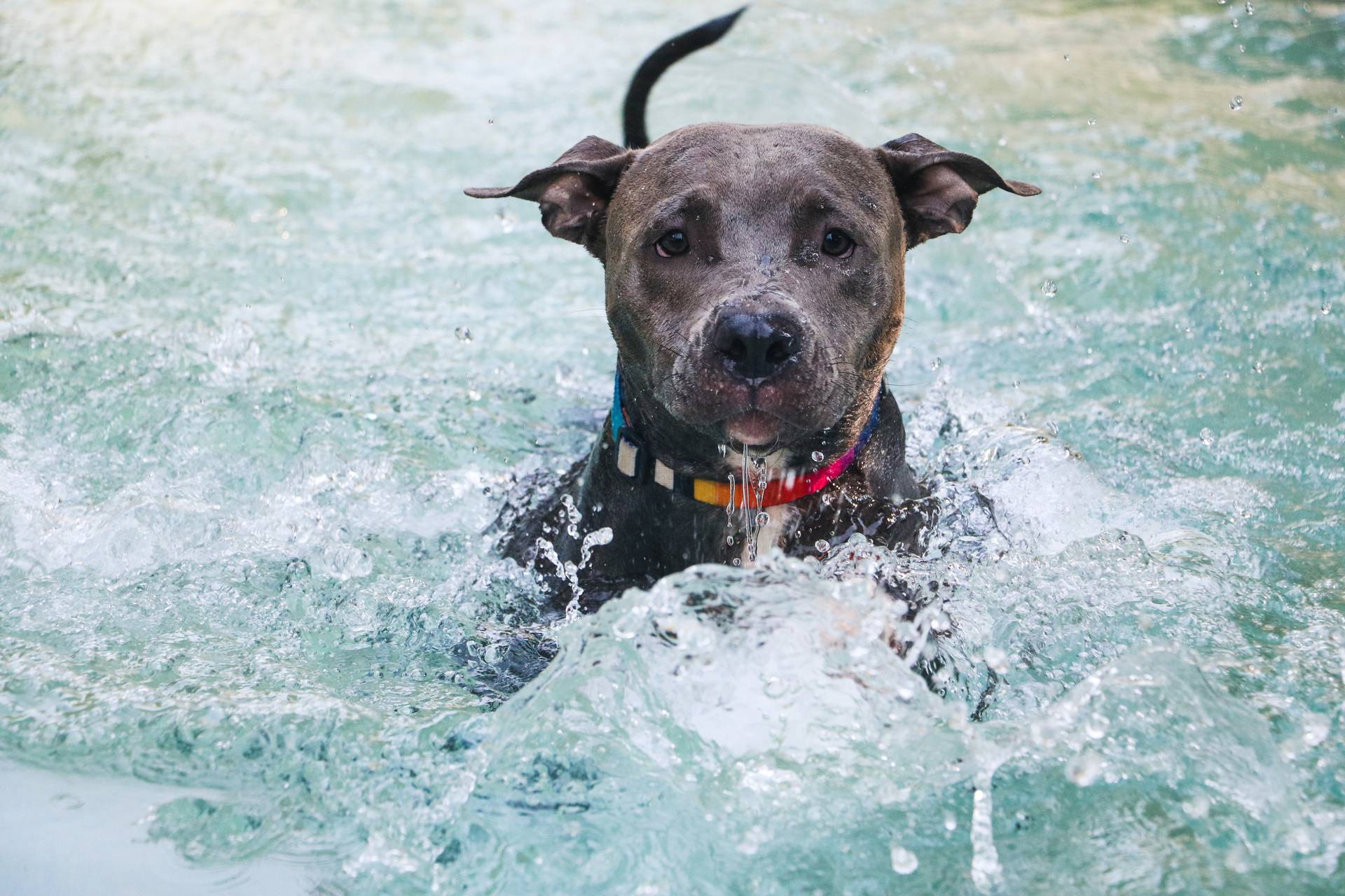 Primo Approccio all’Acqua per Cani: Un’Esperienza Guidata