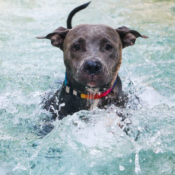 Primo Approccio all’Acqua per Cani: Un’Esperienza Guidata
